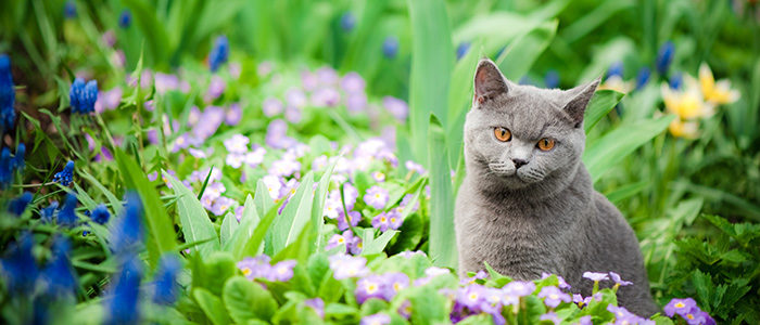 5 Ways To Keep Cats Out Of Your Garden Premier Tech Home And Garden,Bamboo Floors With Grey Walls