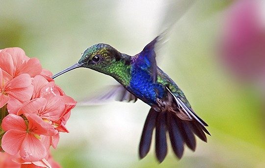 Attracting Hummingbirds