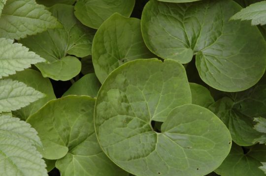 Photo 1 Asarum canadense