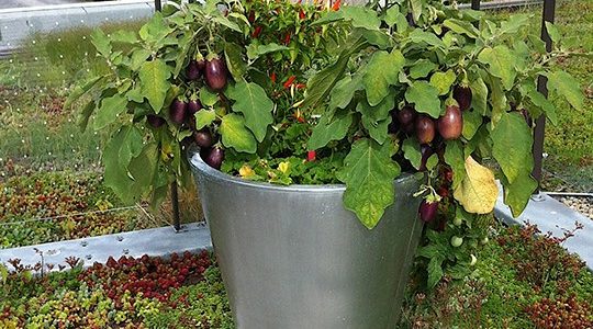 planter une aubergine en pot
