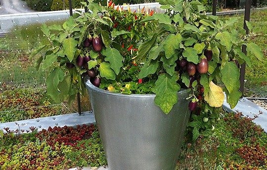 Photo 1 Aubergines en pot