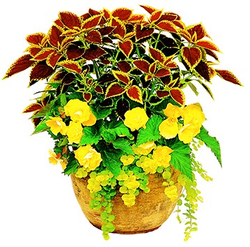 Photo 1 Begonia Nonstop® ‘Yellow’ 1