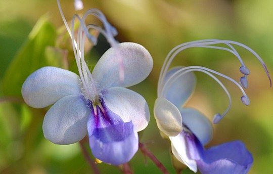 Photo 2 Clerodendrum ugandense