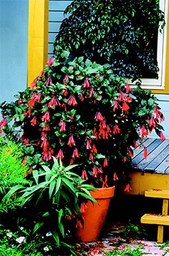 Photo 2 Fuchsia 'Gartenmeister Bonstedt'