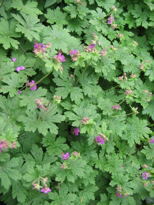 Photo 2 Geranium macrorrhizum ‘Bevan’s Variety’