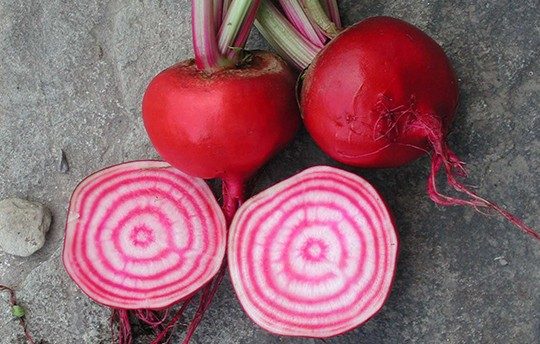 Photo 3 Beta vulgaris 'Chioggia'