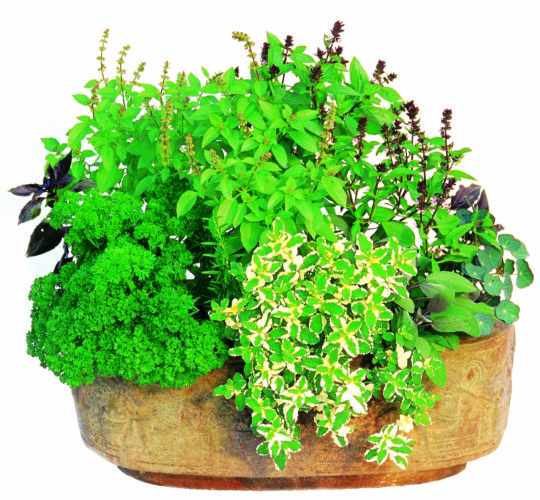 Photo 3 Fines herbes pot