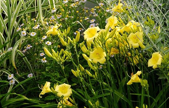 Photo 3 : Hémérocalle ‘Happy Returns’ (Hemerocallis ‘Happy Returns’).