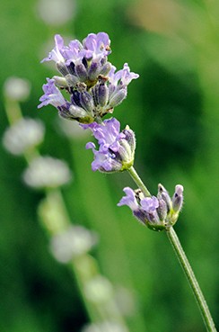 Photo 4 Lavandula angustifolia