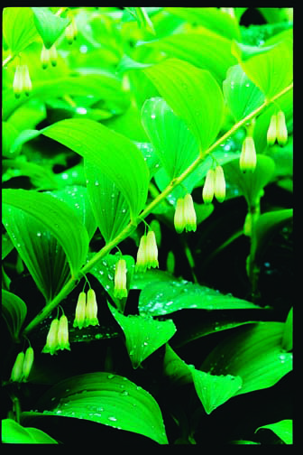 Photo 4 Polygonatum odoratum