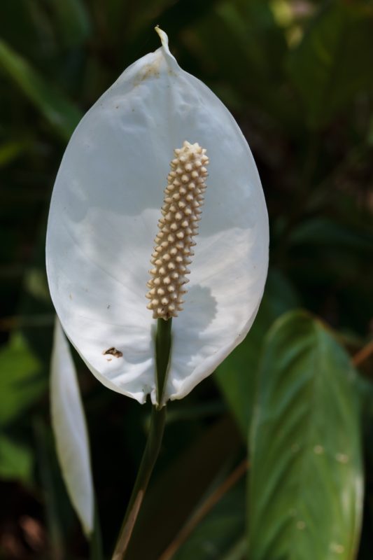 Spathiphyllum wallisii