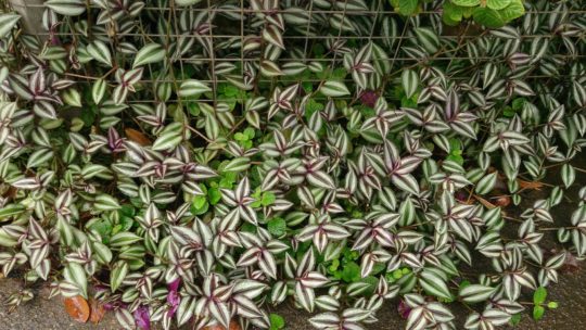 Tradescantia zebrina