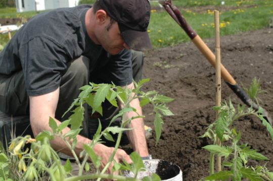 Conseils pour planter ses tomates