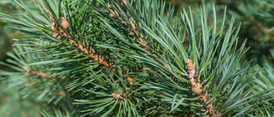 Scotch Pine Christmas Tree