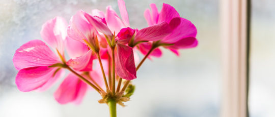 Fragrant flower