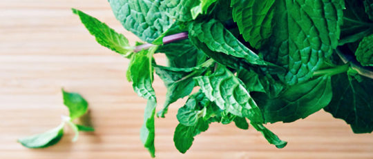 Indoor Herb Garden