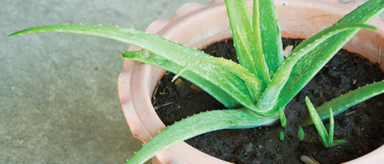 Aloe Verra