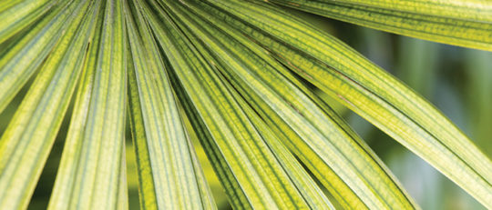 Palmier bambou