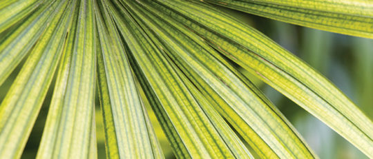 Bamboo Palm