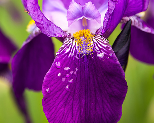 Bearded Iris