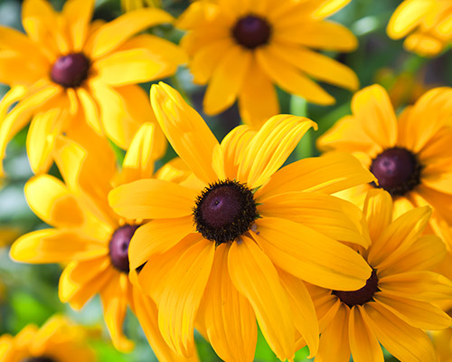 Black-Eyed Susan