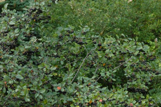 Black chokeberry Aronia melanocarpa Viking