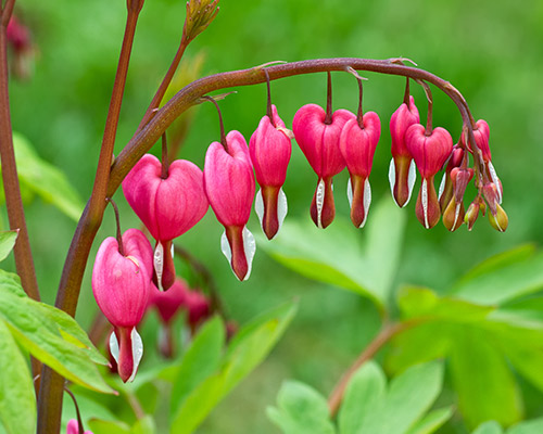 Bleeding Heart