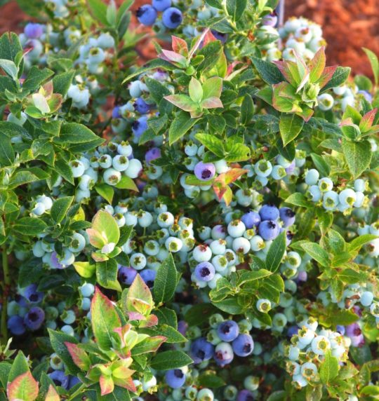 Bleuet : bienfaits de ce fruit qui ressemble à la myrtille