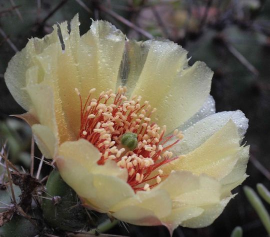 Brittle prickly-pear cactus