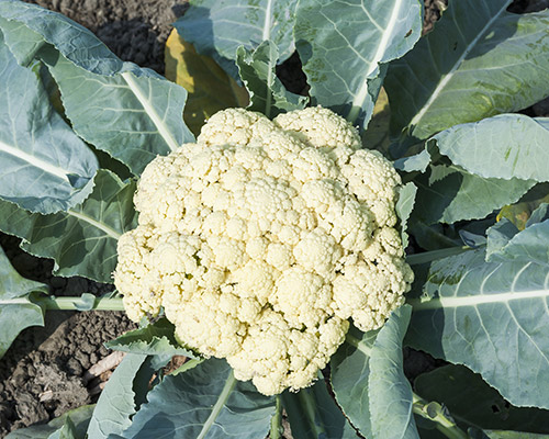 Cauliflower