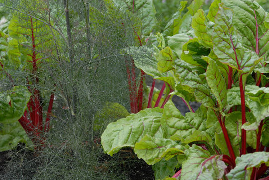 Chards vegetable plants grow containers