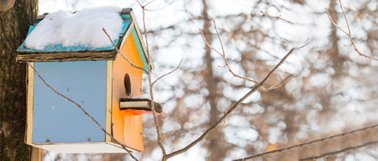 DIY bird feeder