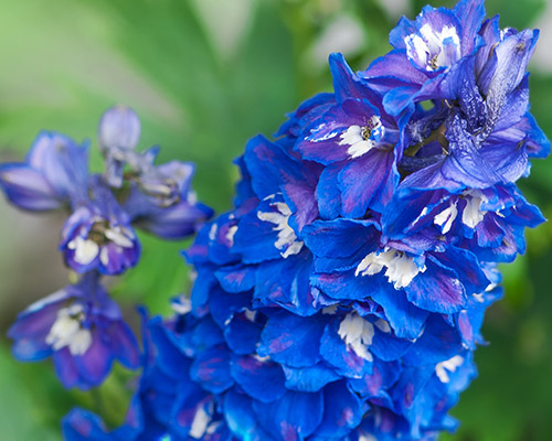 Delphinium