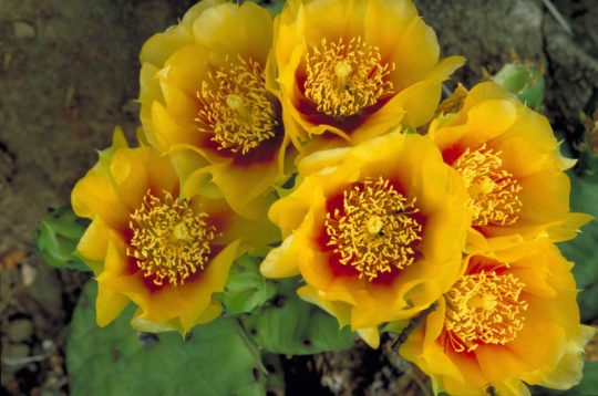 Eastern prickly-pear cactus