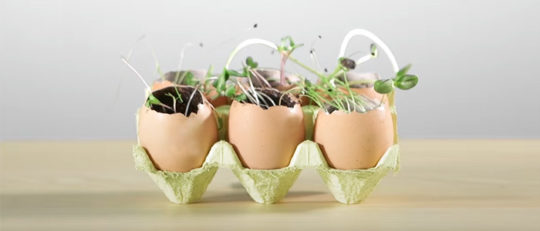 Eggshell seed starters