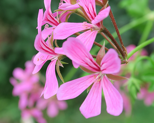 Geraniums lierre