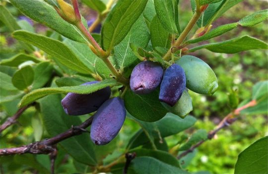 Honeysuckle