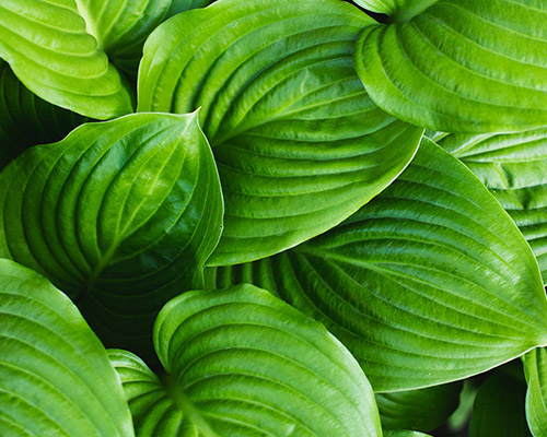 Hosta