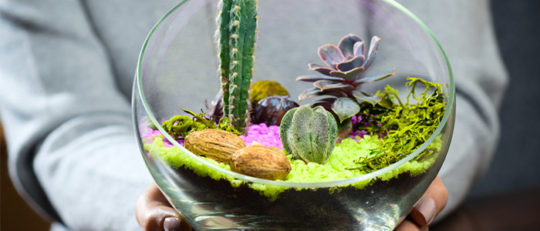 Joli terrarium intérieur