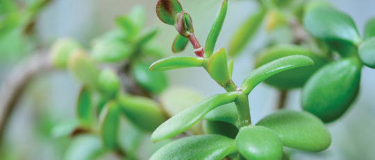 Crassule argentée (Crassula ovata)