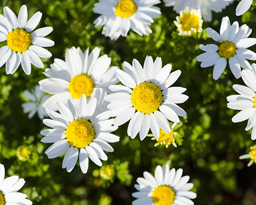 Marguerite shasta