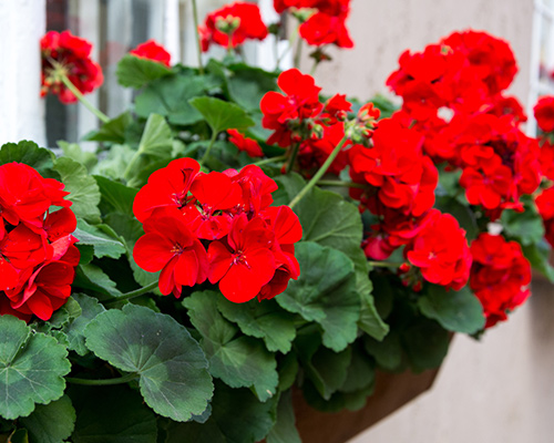 Begonia Million Kisses