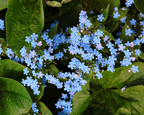 Myosotis du Caucase