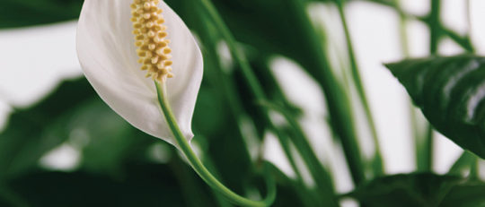 Spathiphyllum