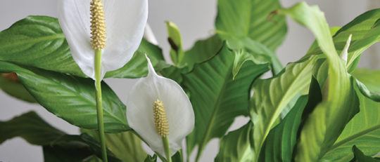 Spathiphyllum