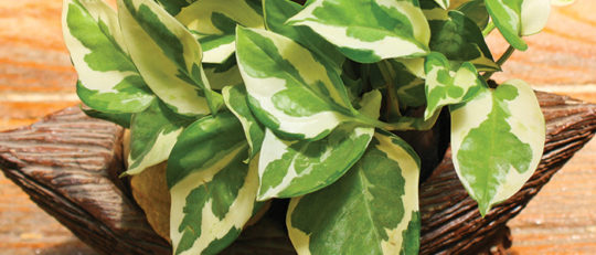 Pothos (Eppremnum areum)