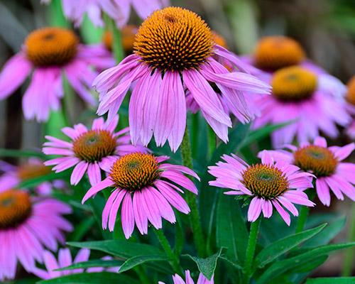 Purple Coneflower