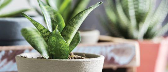 Sansevière à trois bandes (Sansevieria)