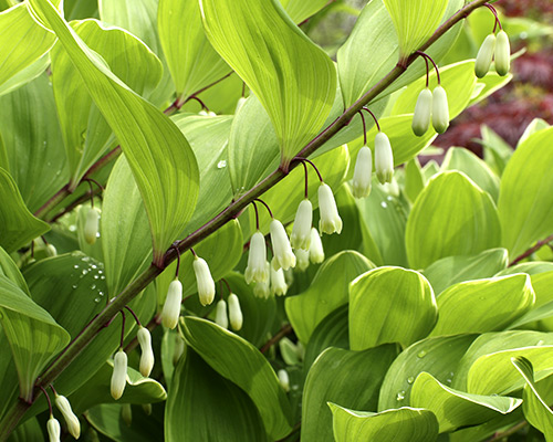 Solomon's Seal