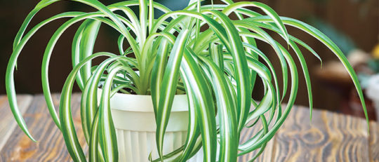 Spider Plant